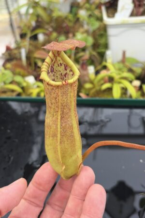 Close Up of Nepenthes insignis (Tayeve) x truncata (red) | Andreas Wistuba | AW-ISC | IN26908