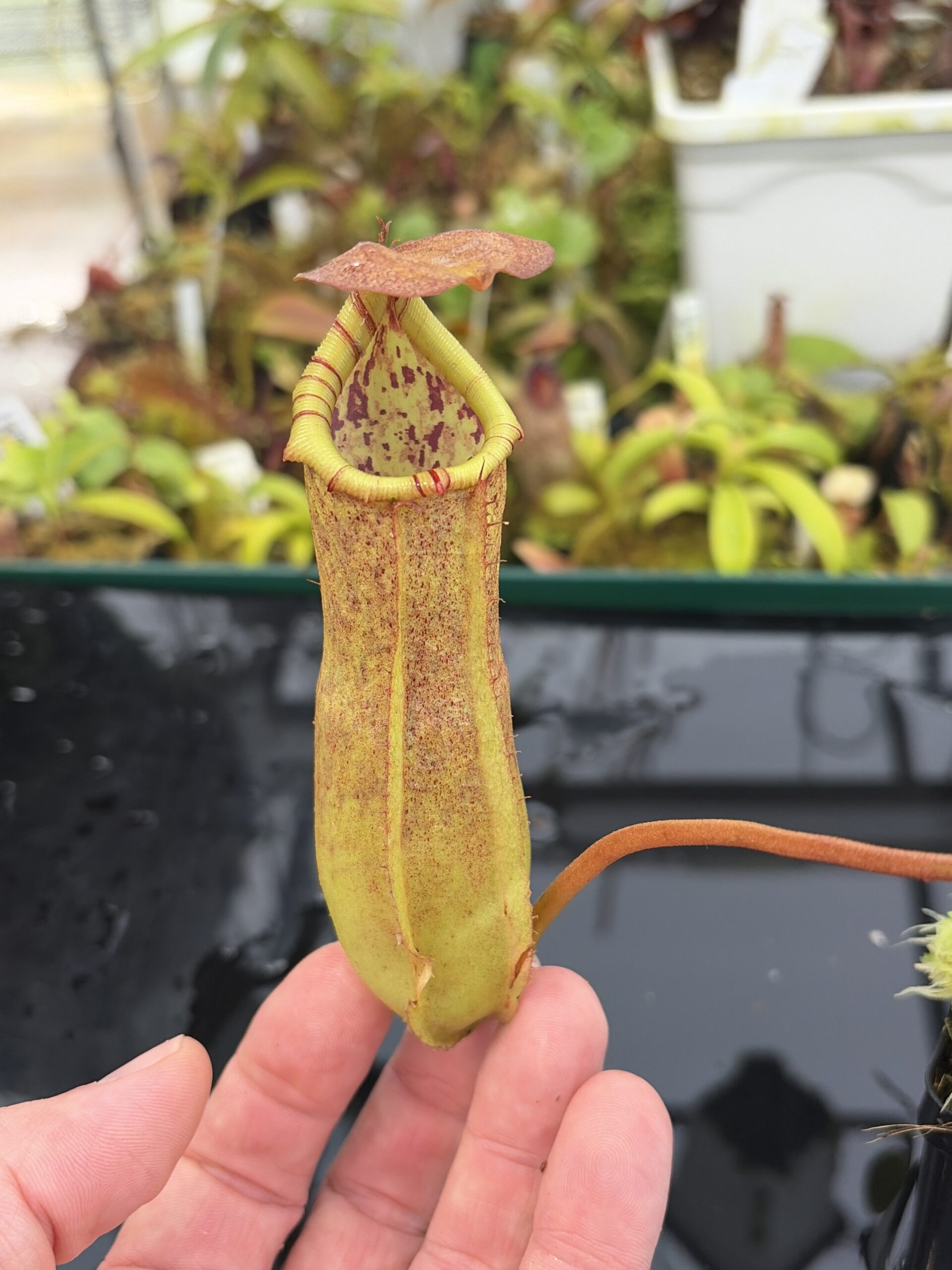 Close Up of Nepenthes insignis (Tayeve) x truncata (red) | Andreas Wistuba | AW-ISC | IN26908