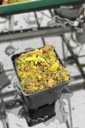 Close Up of Nepenthes izumiae x villosa | Jeremiah Harris | Assorted Clones | Jeremiah Harris | JH-377 | H27007