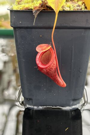 Close Up of Nepenthes jamban | Borneo Exotics | BE-4667 | H26805