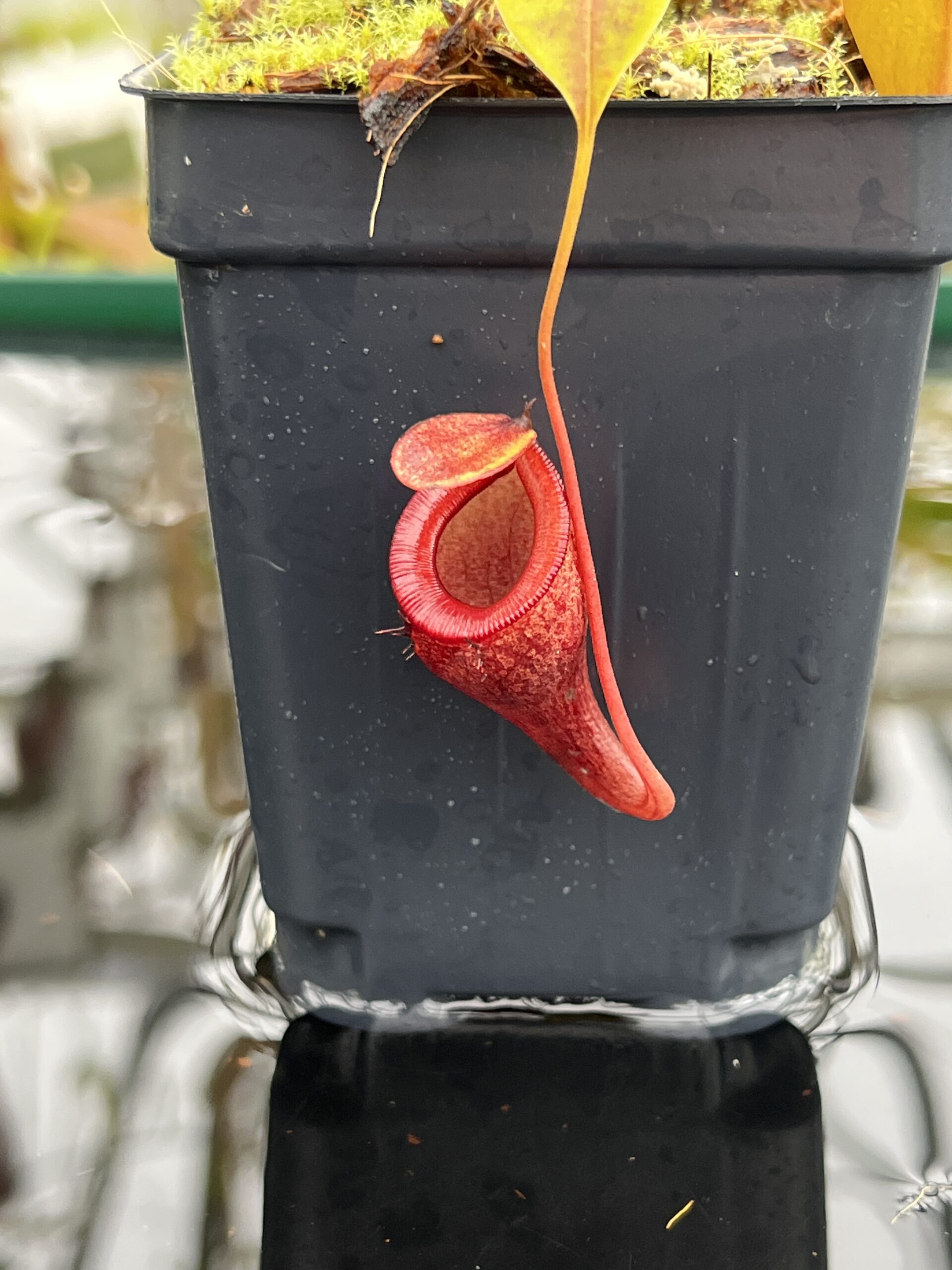 Close Up of Nepenthes jamban | Borneo Exotics | BE-4667 | H26805