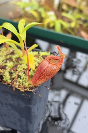 Close Up of Nepenthes jamban | Borneo Exotics | BE-4667 | H26997