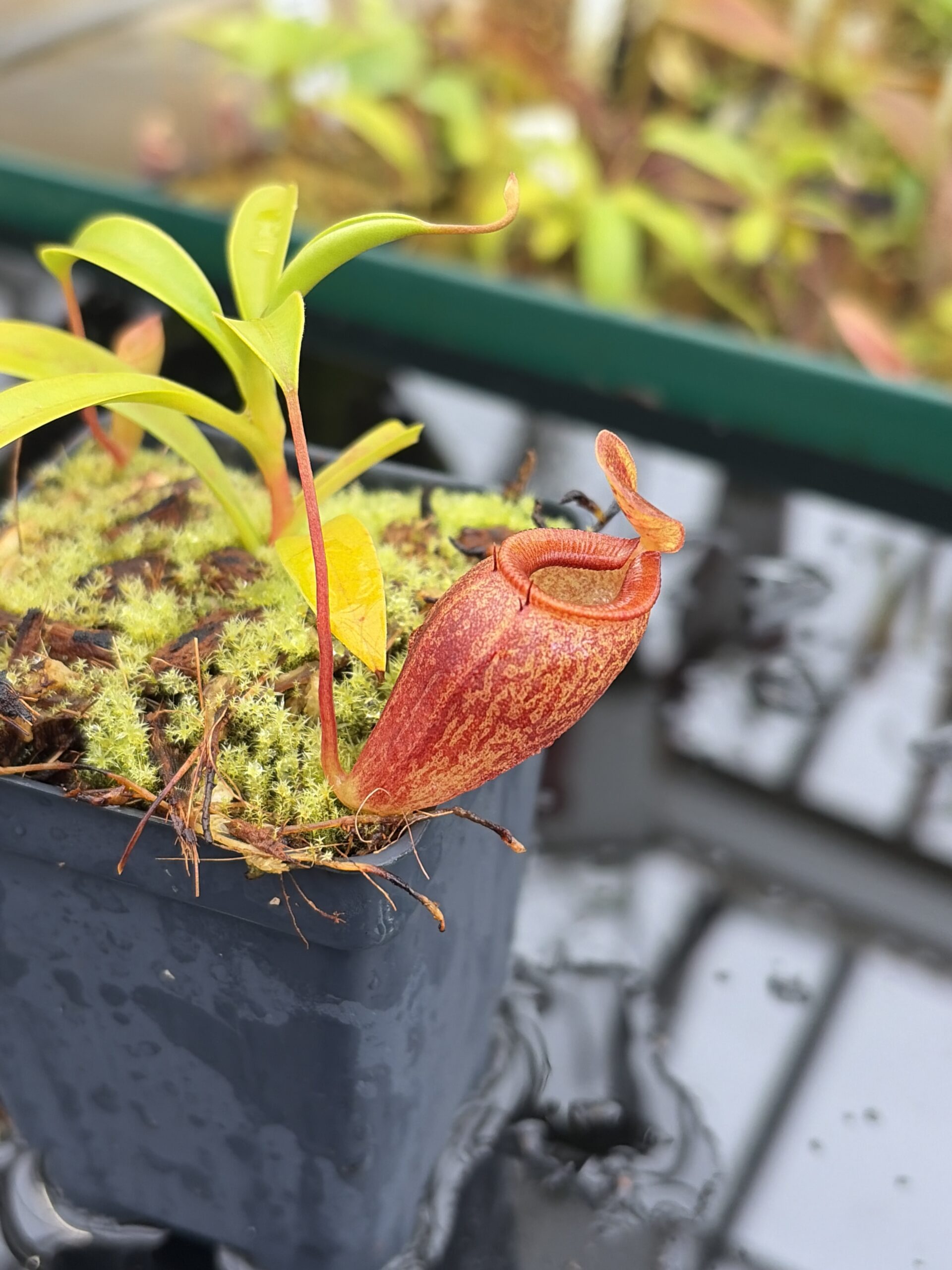 Close Up of Nepenthes jamban | Borneo Exotics | BE-4667 | H26997