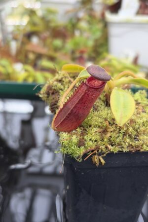 Close Up of Nepenthes klossii x lowii | Borneo Exotics | BE-4634 | H26992