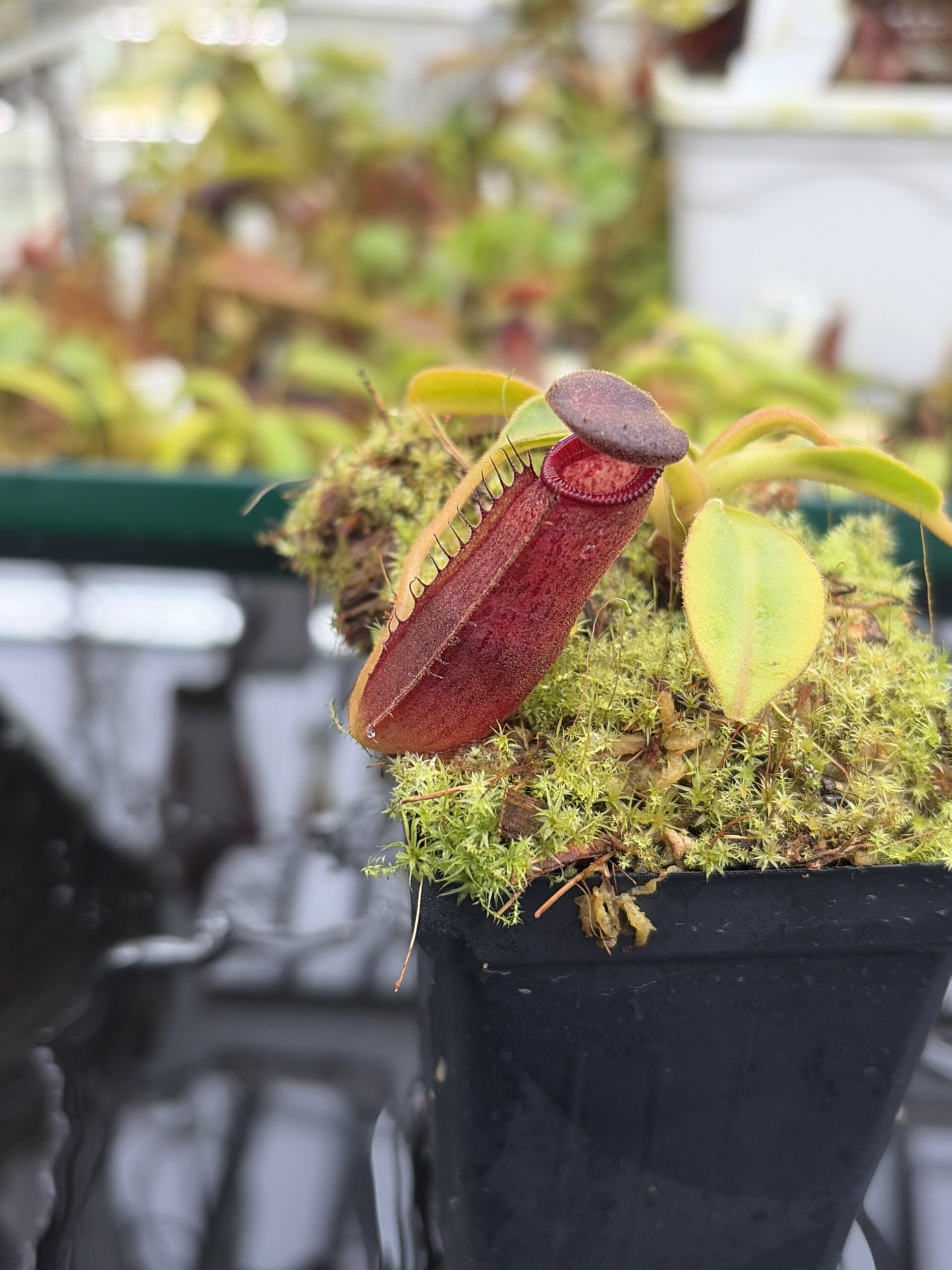 Close Up of Nepenthes klossii x lowii | Borneo Exotics | BE-4634 | H26992