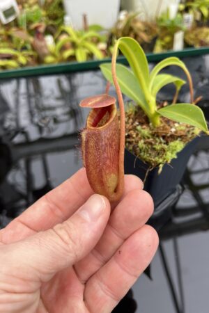 Close Up of Nepenthes (lowii x macrophylla) x aristolochioides | Borneo Exotics | BE-4511 | H26811