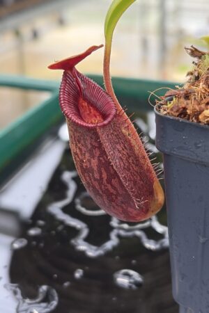 Close Up of Nepenthes (lowii x macrophylla) x aristolochioides | Borneo Exotics | BE-4511 | H26986