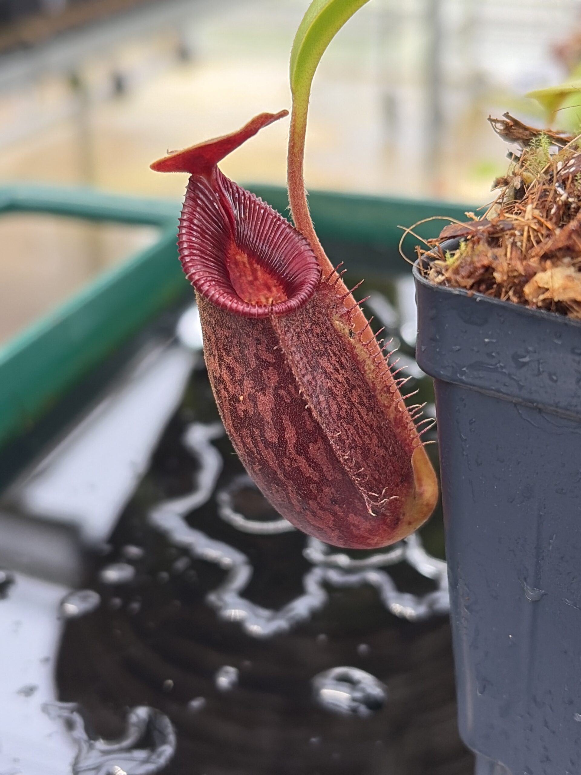 Close Up of Nepenthes (lowii x macrophylla) x aristolochioides | Borneo Exotics | BE-4511 | H26986