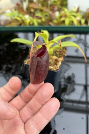 Close Up of Nepenthes (lowii x macrophylla) x aristolochioides | Borneo Exotics | BE-4511 | H27020