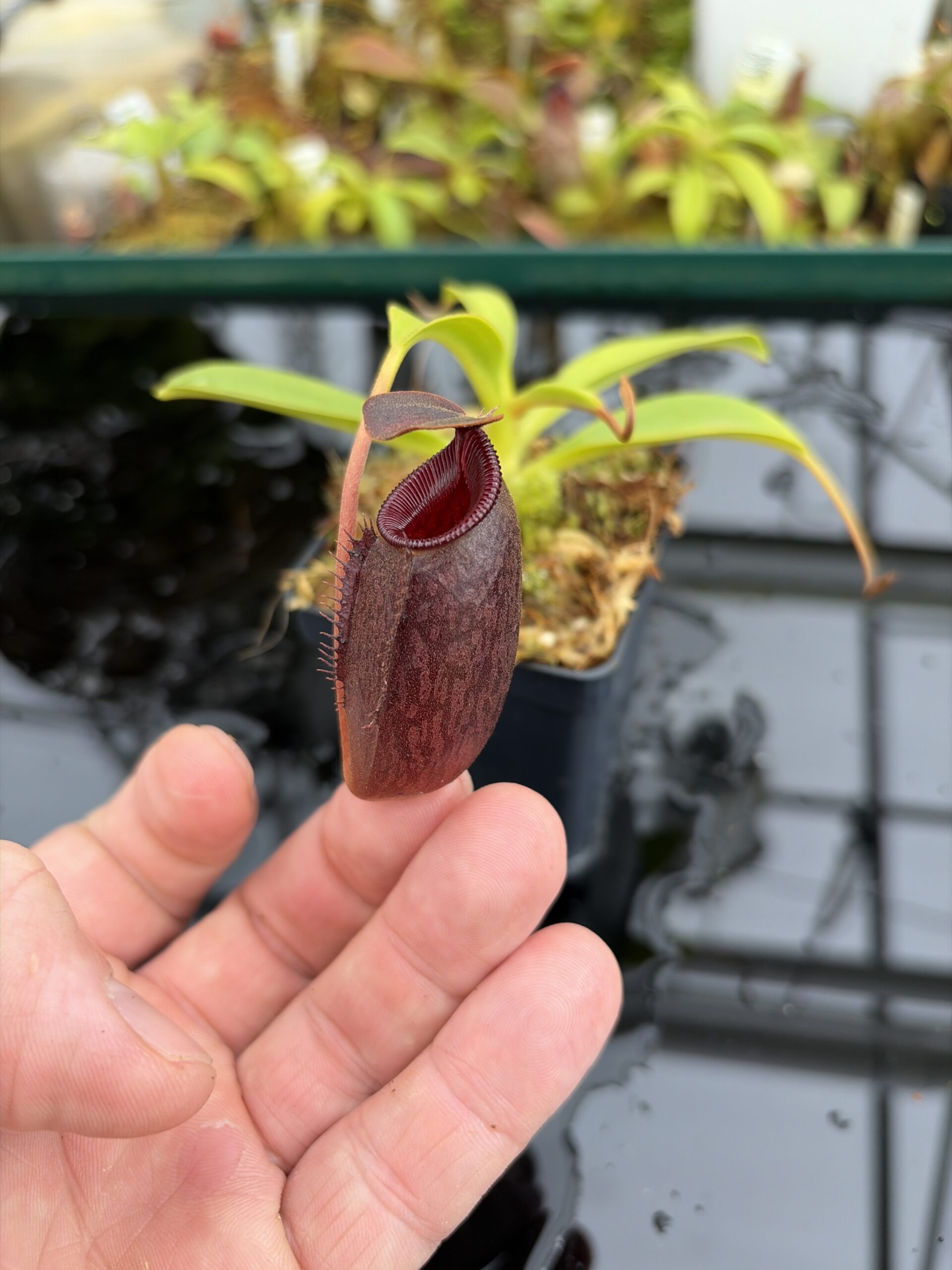 Close Up of Nepenthes (lowii x macrophylla) x aristolochioides | Borneo Exotics | BE-4511 | H27020