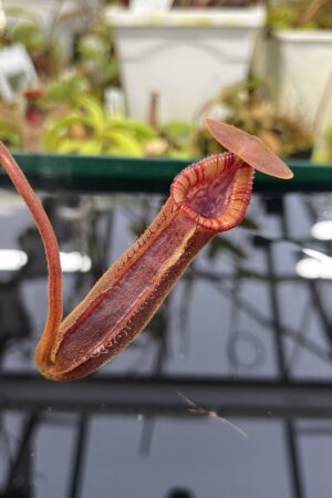 Close Up of Nepenthes (lowii x macrophylla) x robcantleyi | Borneo Exotics | BE-4545 | H26872