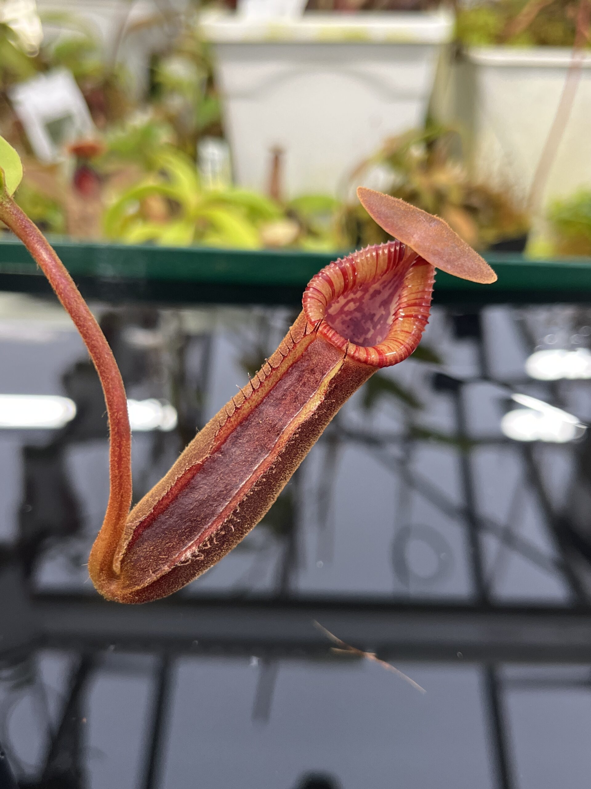Close Up of Nepenthes (lowii x macrophylla) x robcantleyi | Borneo Exotics | BE-4545 | H26872