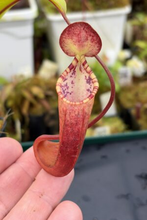 Close Up of Nepenthes lowii x tentaculata | Borneo Exotics | BE-3970 | H26911