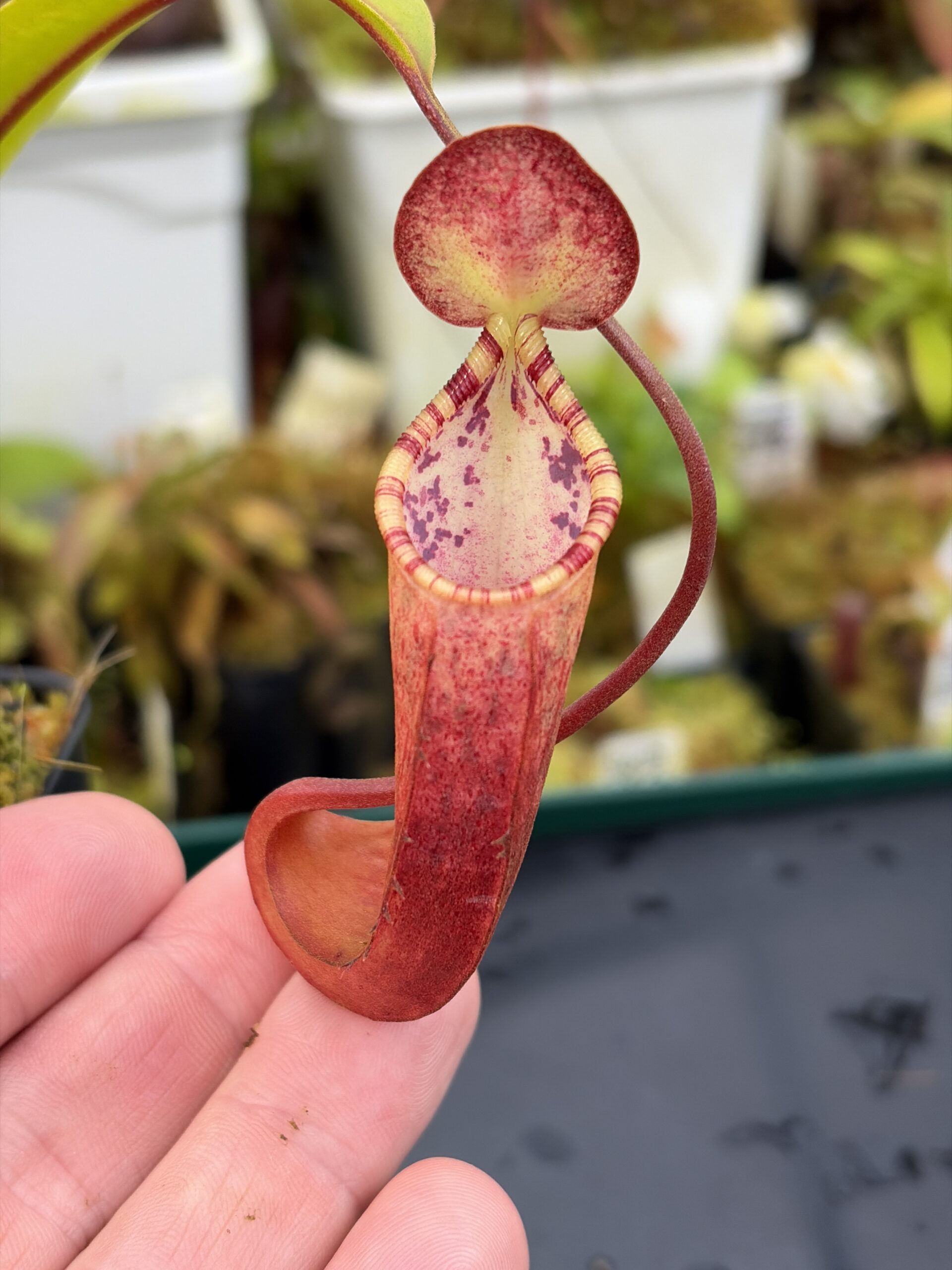 Close Up of Nepenthes lowii x tentaculata | Borneo Exotics | BE-3970 | H26911