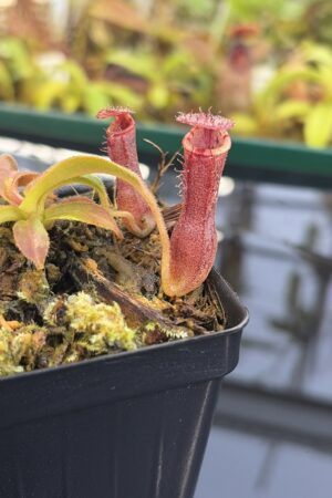 Close Up of Nepenthes [(lowii x veitchii) x boschiana] x [(veitchii x maxima) x veitchii] x (lowii x merrilliana) | Florae | Clone 5 | Florae Collaborative | FC-398.05 | IN26955