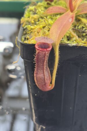 Close Up of Nepenthes [(lowii x veitchii) x boschiana] x [(veitchii x maxima) x veitchii] x (lowii x merrilliana) | Florae | Clone 5 | Florae Collaborative | FC-398.05 | IN26961
