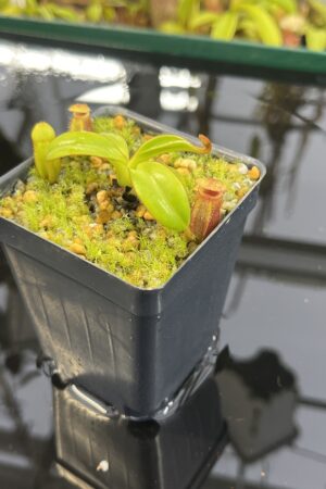 Close Up of Nepenthes macrophylla (Gunung Trusmadi, Borneo) | Andreas Wistuba | AW-RSC | H26878