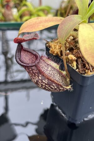Close Up of Nepenthes (maxima x talangensis) x hamata | Borneo Exotics | BE-3777 | IN26791