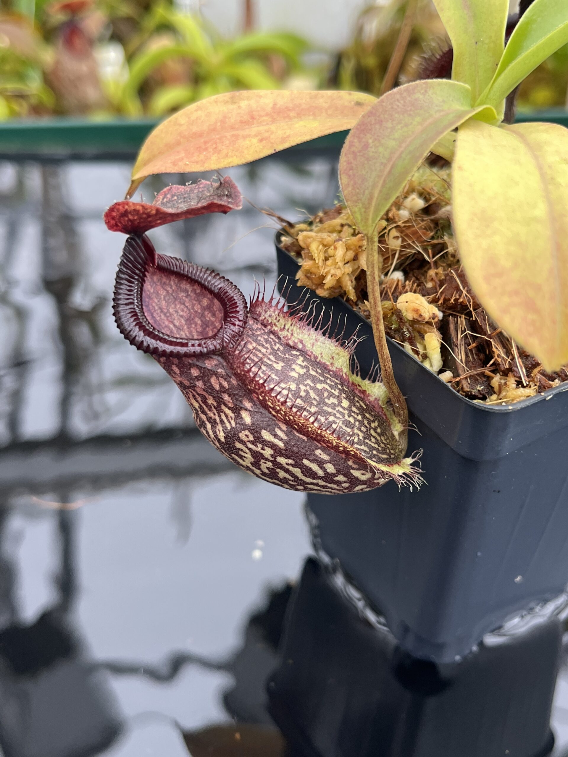 Close Up of Nepenthes (maxima x talangensis) x hamata | Borneo Exotics | BE-3777 | IN26791