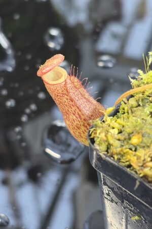 Close Up of Nepenthes maxima x villosa | Jeremiah Harris | Assorted Clones | | -375 | IN26963