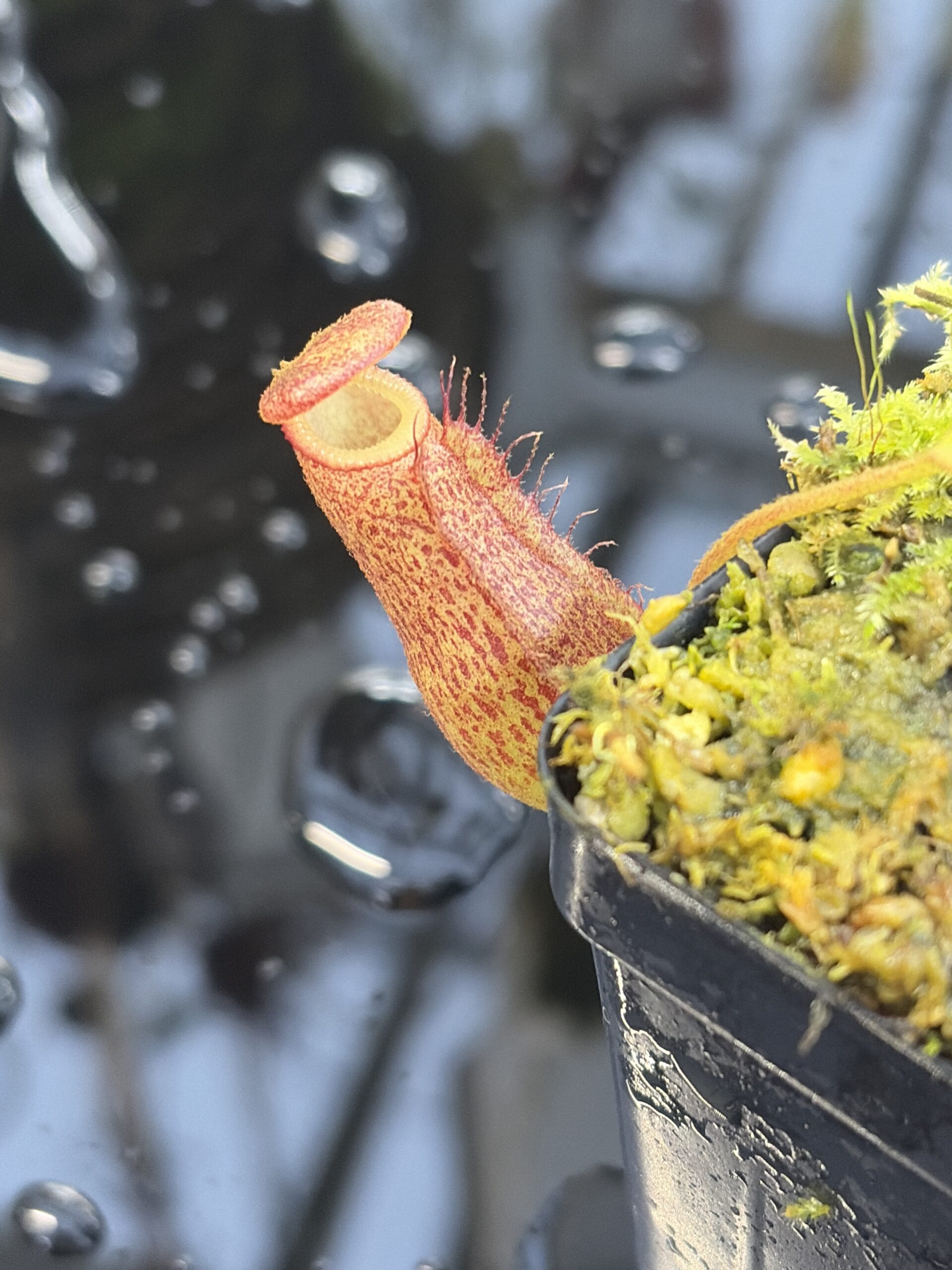 Close Up of Nepenthes maxima x villosa | Jeremiah Harris | Assorted Clones | | -375 | IN26963
