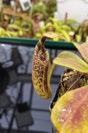 Close Up of Nepenthes mollis | Borneo Exotics | BE-3921 | H26875