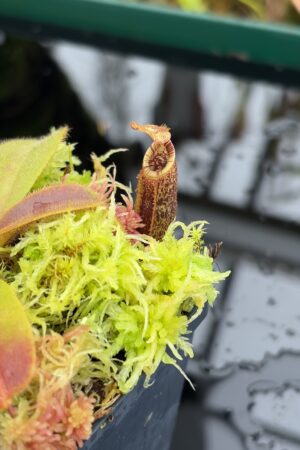 Close Up of Nepenthes mollis | Borneo Exotics | BE-3921 | H26998