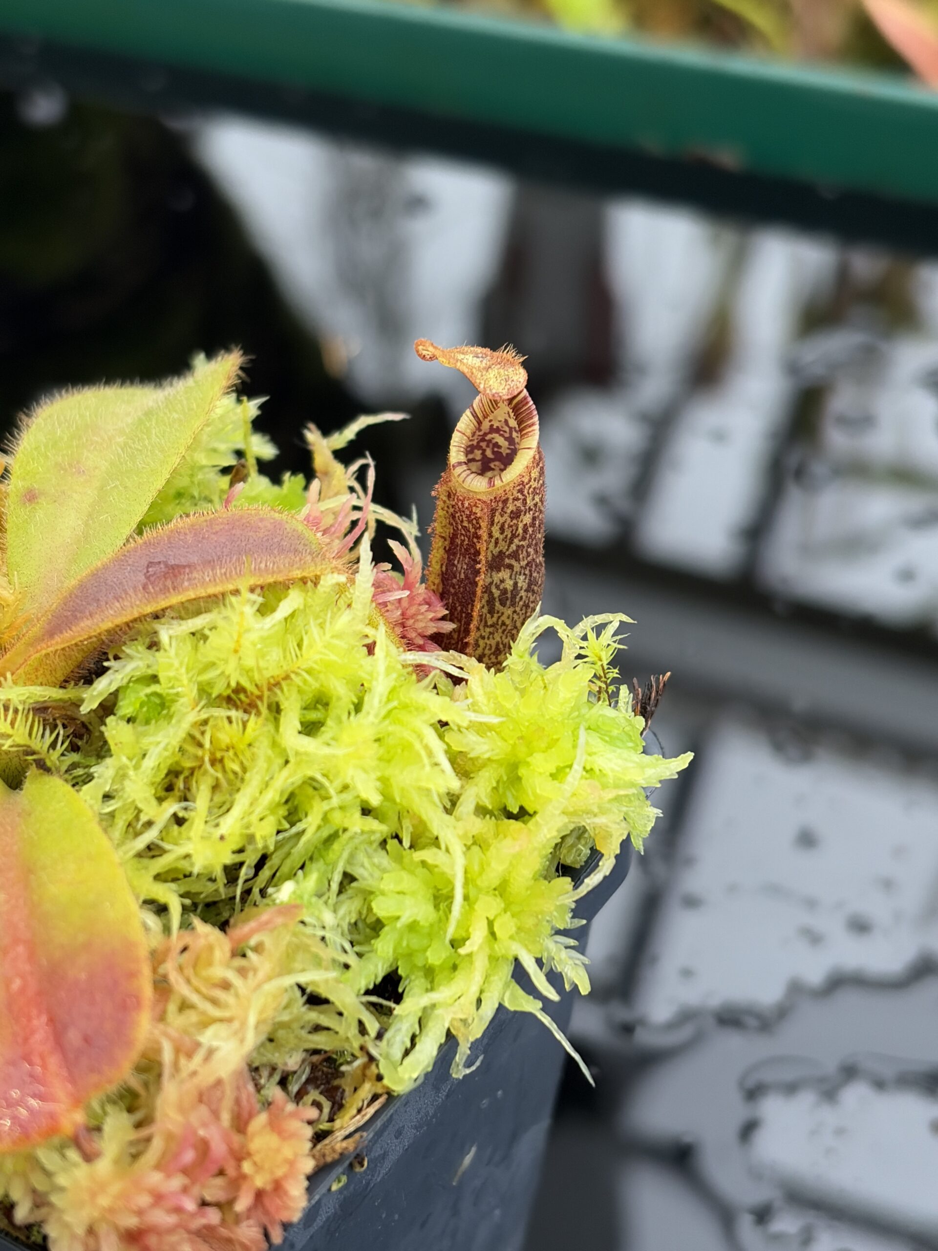 Close Up of Nepenthes mollis | Borneo Exotics | BE-3921 | H26998