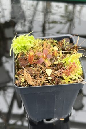Close Up of Nepenthes mollis (Hort.) | Assorted Clones | Jeremiah Harris | JH-497 | H26818
