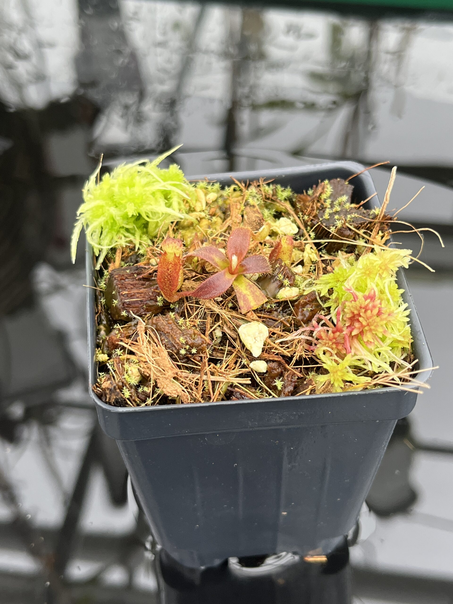 Close Up of Nepenthes mollis (Hort.) | Assorted Clones | Jeremiah Harris | JH-497 | H26818