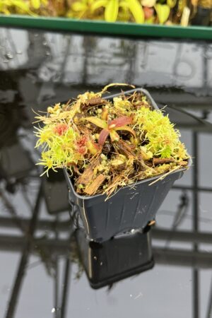 Close Up of Nepenthes mollis (Hort.) | Assorted Clones | Jeremiah Harris | JH-497 | H26820
