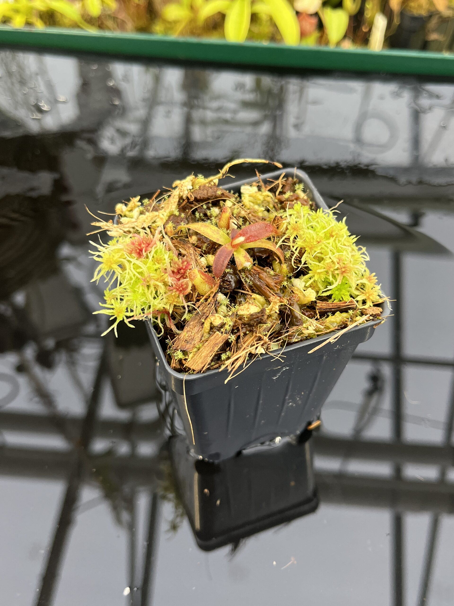 Close Up of Nepenthes mollis (Hort.) | Assorted Clones | Jeremiah Harris | JH-497 | H26820