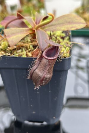 Close Up of Nepenthes muluensis x lowii | Borneo Exotics | BE-3128 | H26808