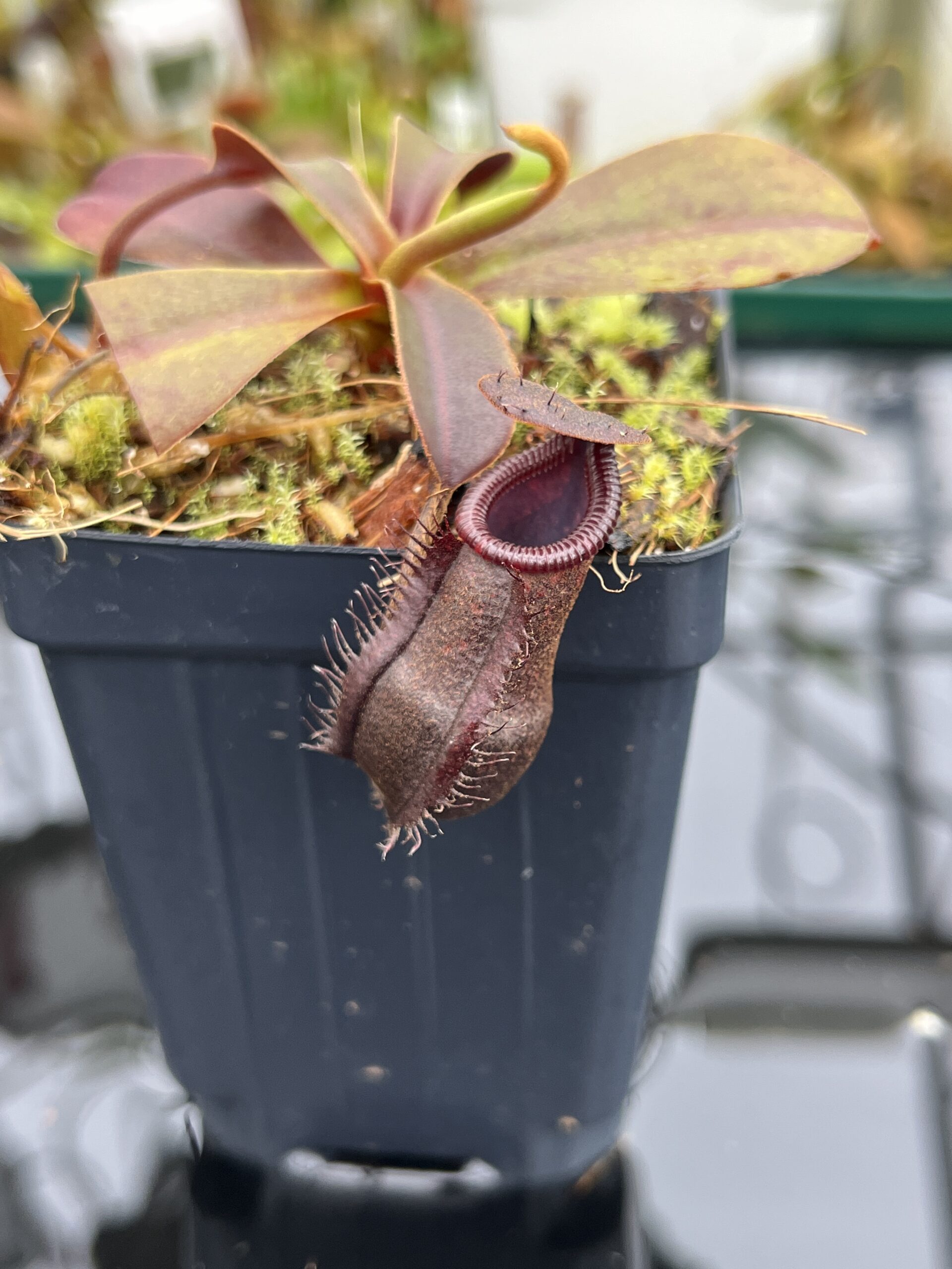 Close Up of Nepenthes muluensis x lowii | Borneo Exotics | BE-3128 | H26808