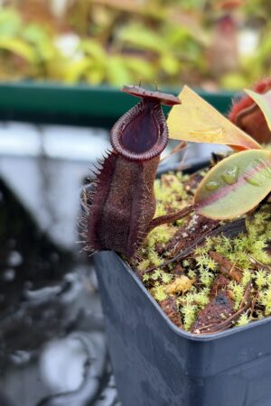 Close Up of Nepenthes muluensis x lowii | Borneo Exotics | BE-3128 | H26999