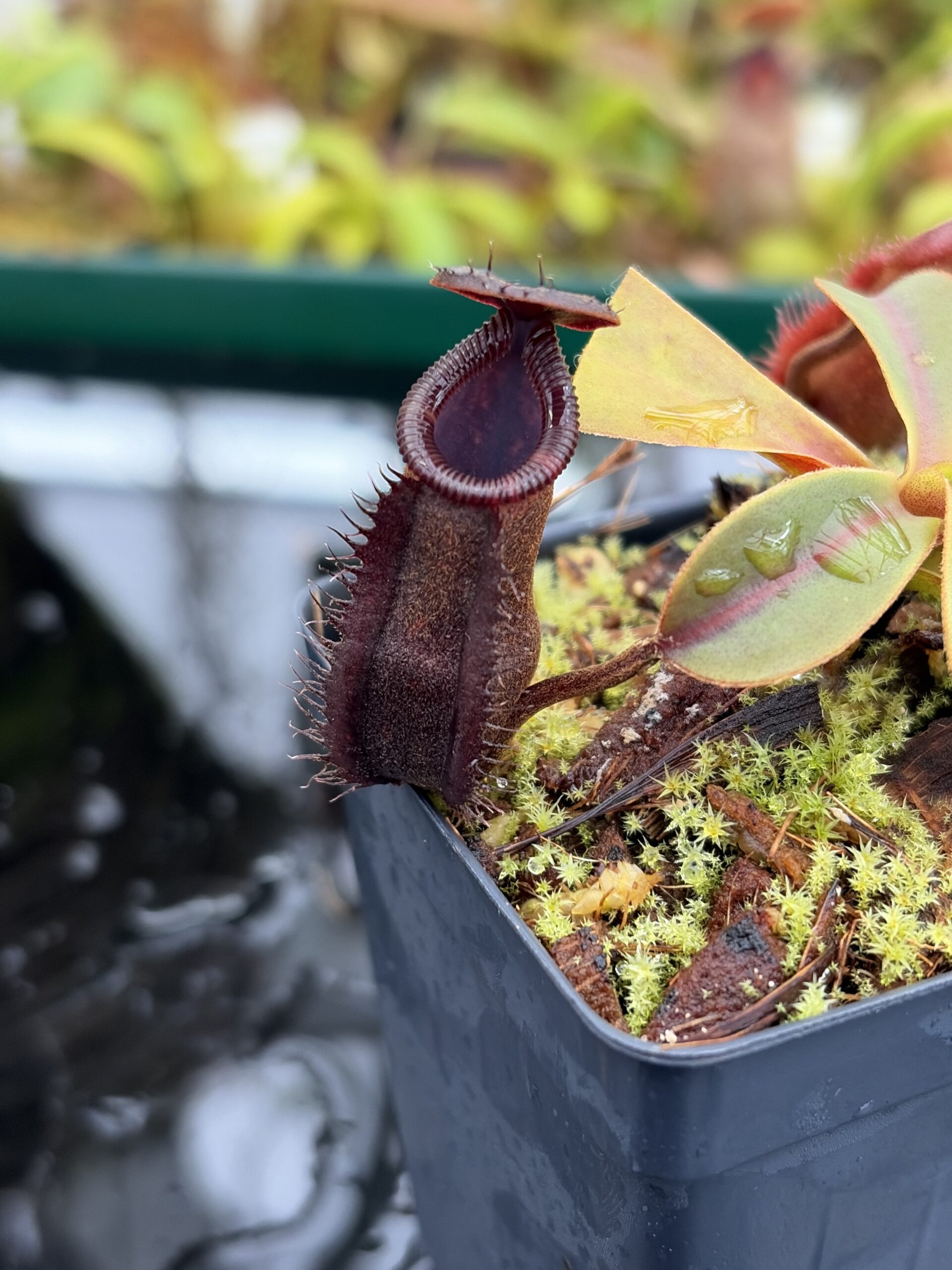 Close Up of Nepenthes muluensis x lowii | Borneo Exotics | BE-3128 | H26999