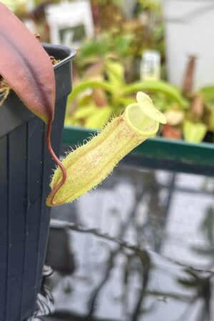 Close Up of Nepenthes neoguineensis | Borneo Exotics | BE-4539 | L26786