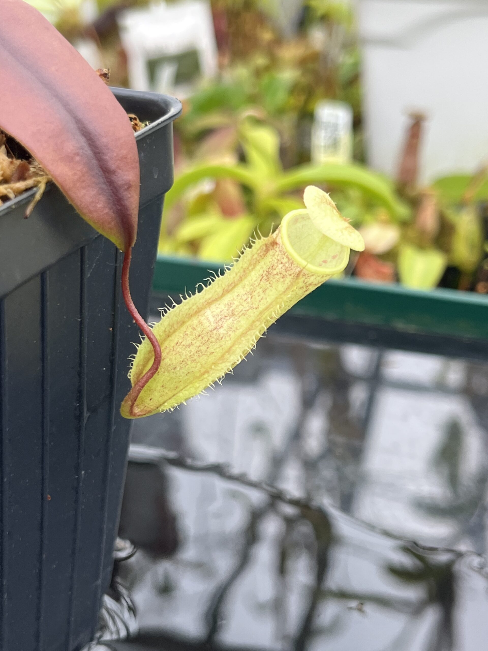 Close Up of Nepenthes neoguineensis | Borneo Exotics | BE-4539 | L26786