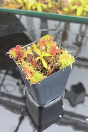 Close Up of Nepenthes ovata x villosa | Assorted Clones | Jeremiah Harris | JH-535 | H26930