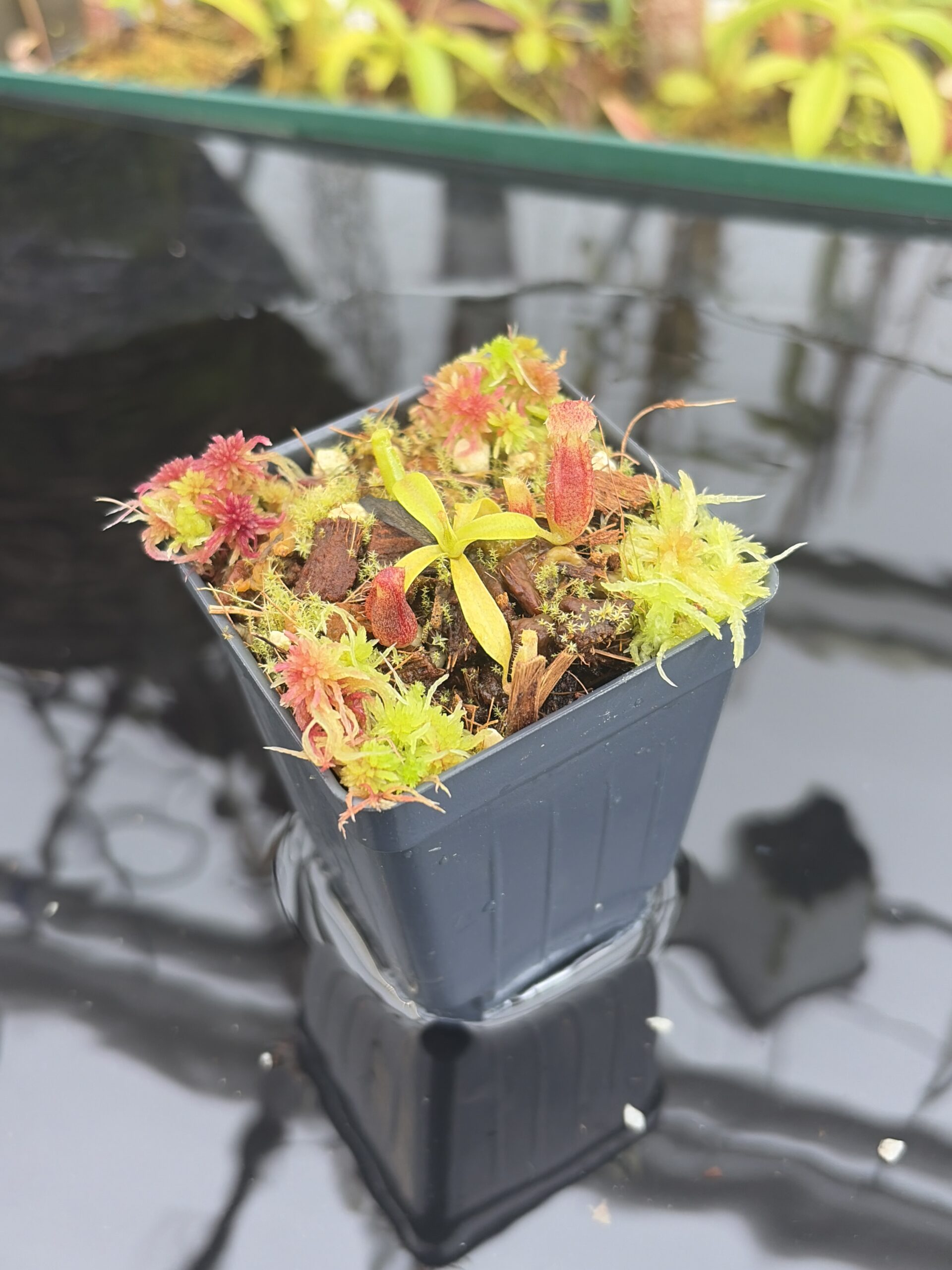 Close Up of Nepenthes ovata x villosa | Assorted Clones | Jeremiah Harris | JH-535 | H26930