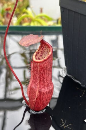 Close Up of Nepenthes peltata | Borneo Exotics | BE-4025 | IN26785