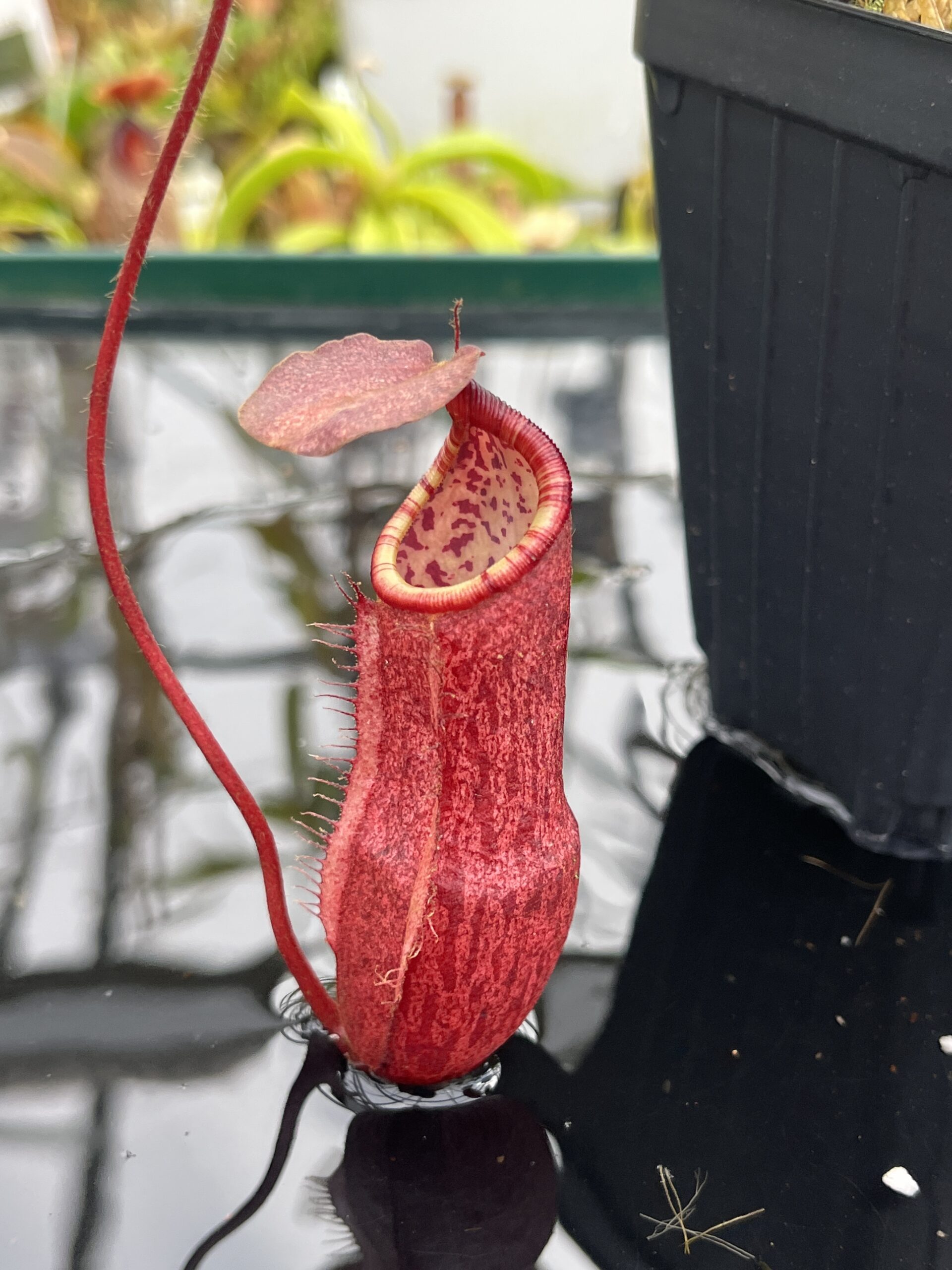 Close Up of Nepenthes peltata | Borneo Exotics | BE-4025 | IN26785