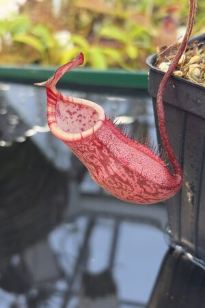 Close Up of Nepenthes peltata | Borneo Exotics | BE-4025 | IN26936