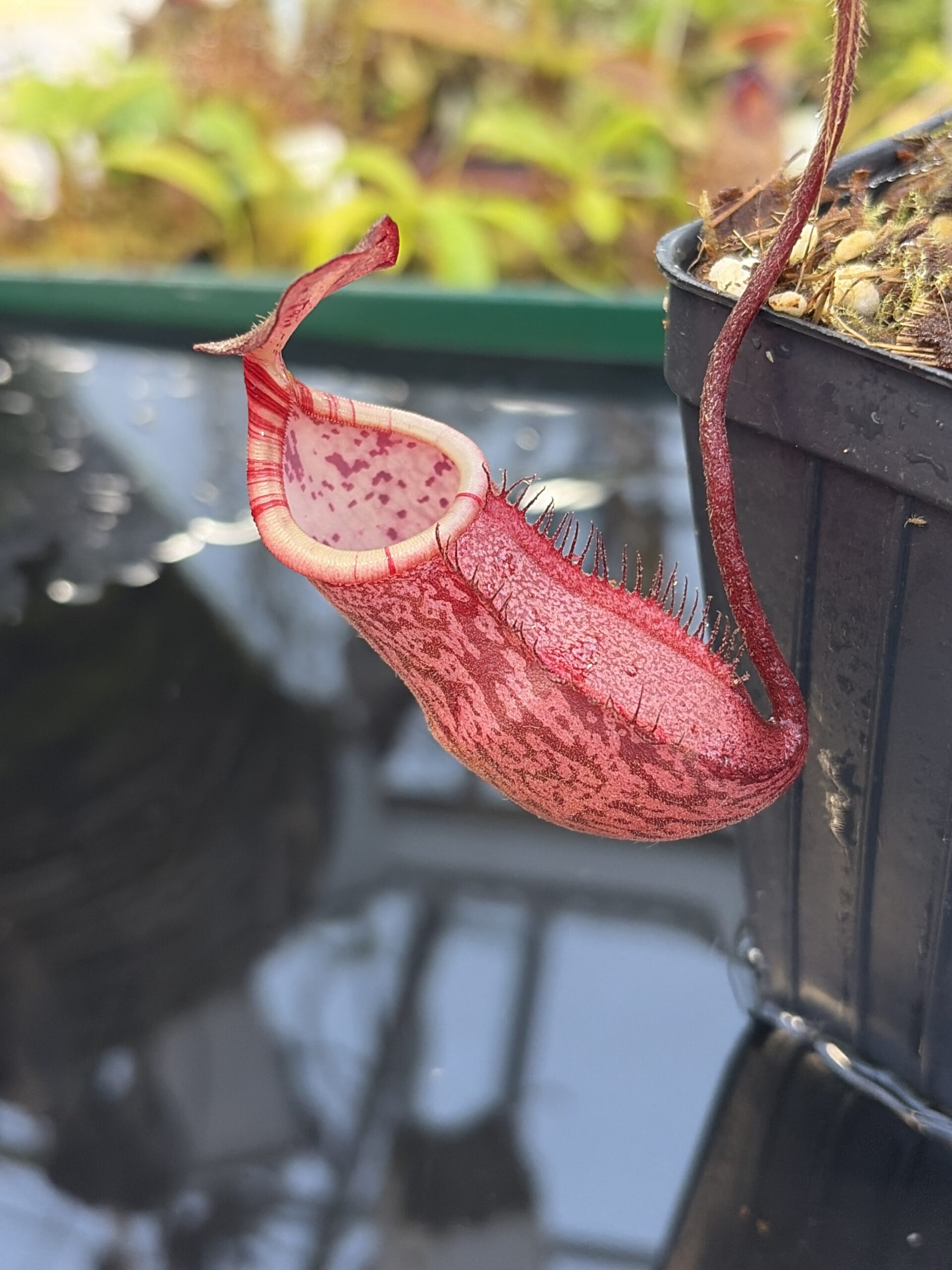 Close Up of Nepenthes peltata | Borneo Exotics | BE-4025 | IN26936
