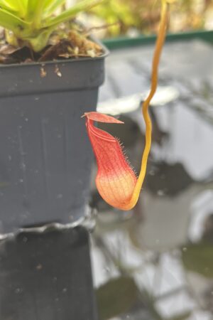 Close Up of Nepenthes pervillei | Borneo Exotics | BE-3839 | L26892