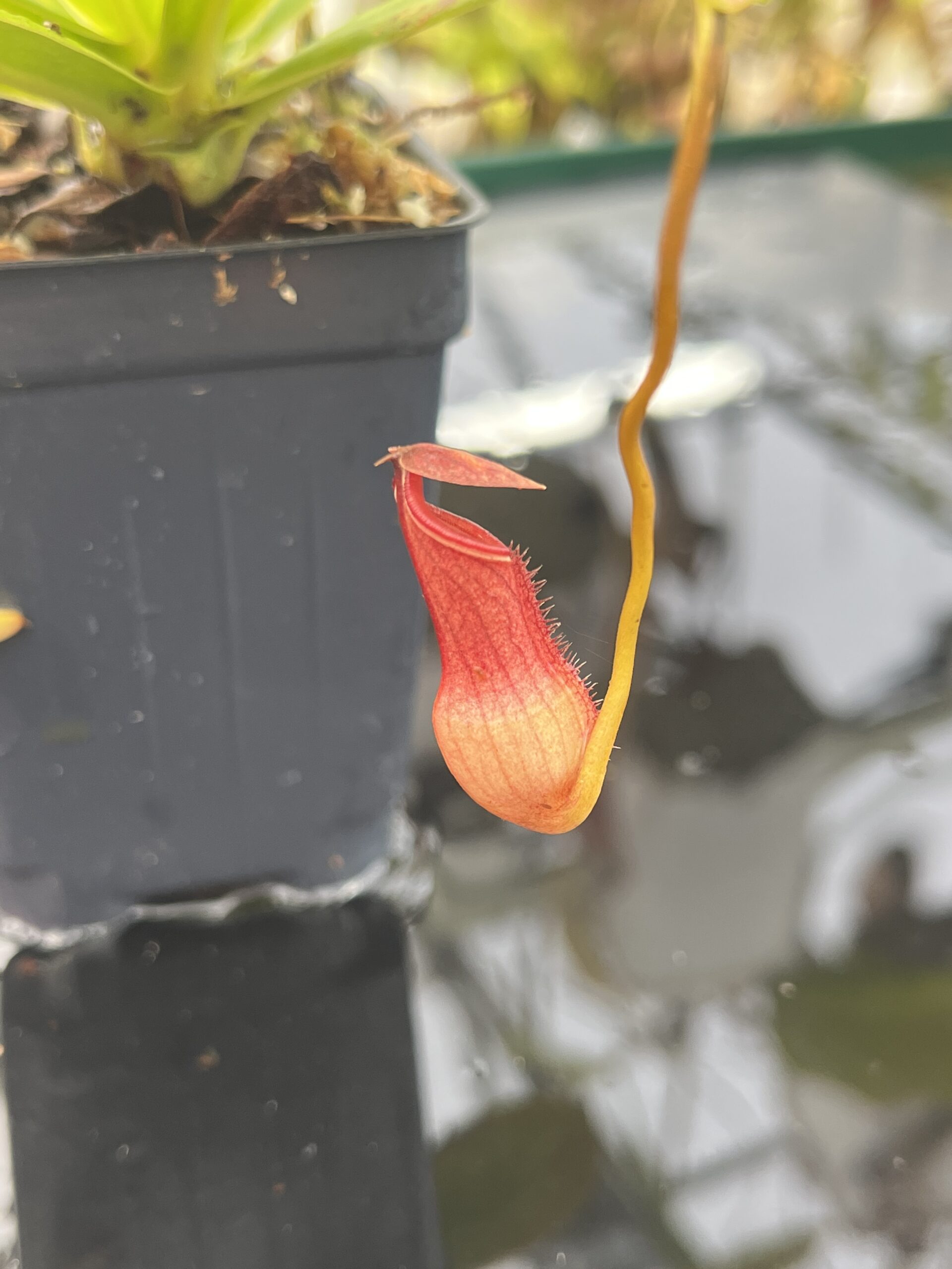 Close Up of Nepenthes pervillei | Borneo Exotics | BE-3839 | L26892