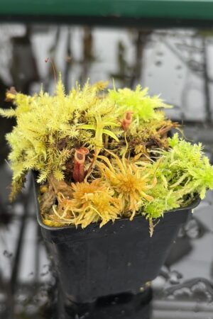 Close Up of Nepenthes pitopangii | Florae Collaborative | FC-060.IC | H27008