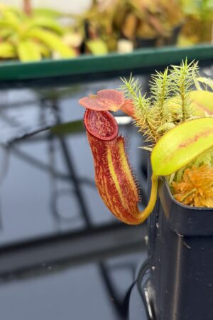 Close Up of Nepenthes pulchra (Kiamo Mindanao Philippines) | Andreas Wistuba | AW-01 | H26921