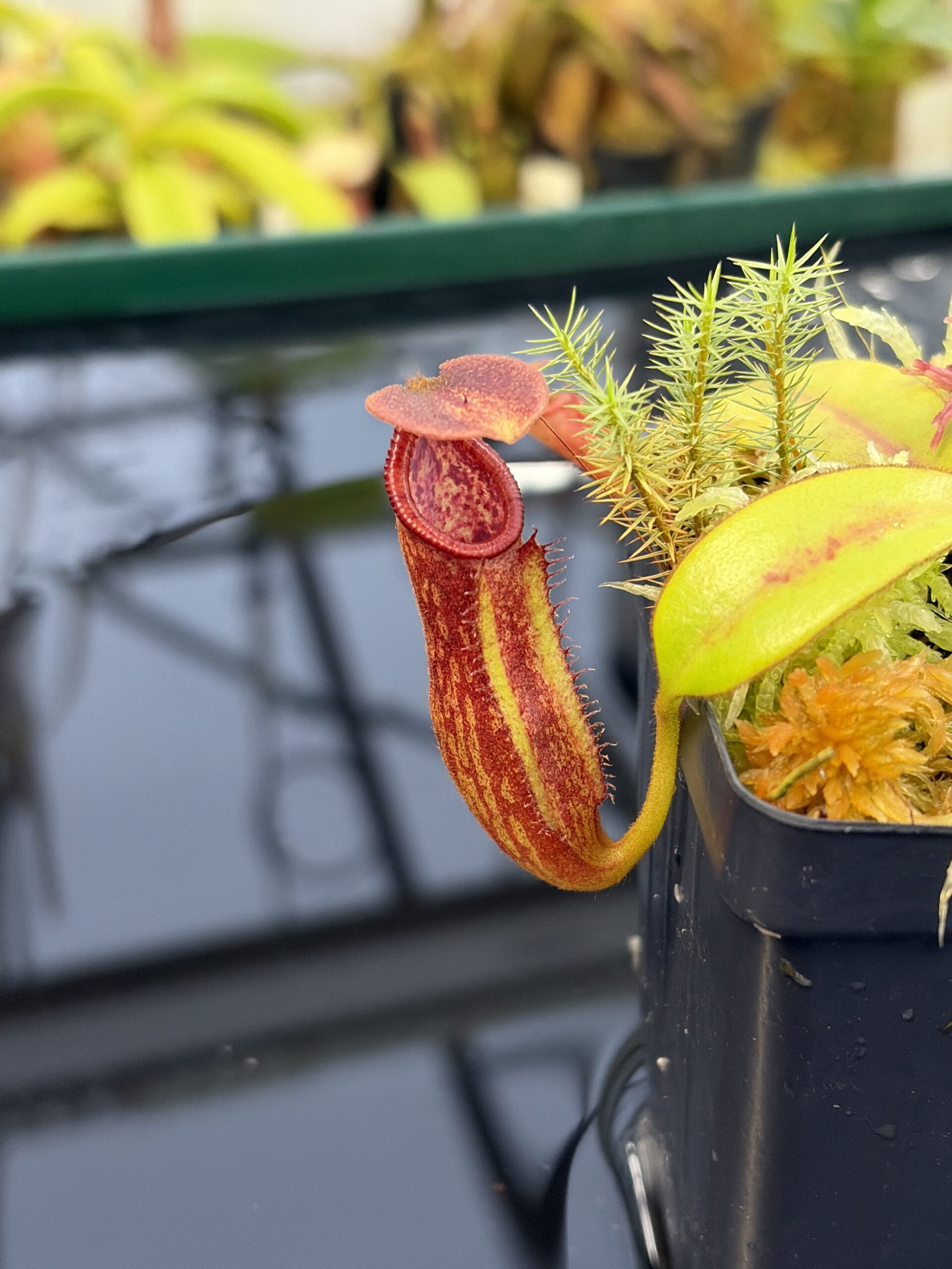 Close Up of Nepenthes pulchra (Kiamo Mindanao Philippines) | Andreas Wistuba | AW-01 | H26921