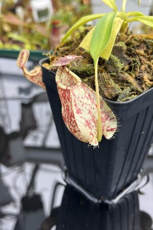 Close Up of Nepenthes rafflesiana | Borneo Exotics | BE-4519 | L26782